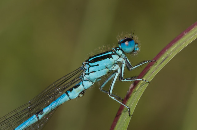 Southern blue damselfly Coenagrion mercuriale close up 3