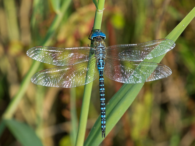 Southern migrant hawker Aeshna affinis 4