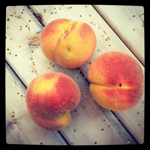 Home. Grown.  We have a bumper crop of yellow peaches this year. #eatlocal #cityfruit #citygardening #seattle