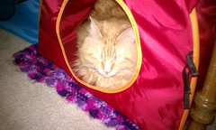 Jasper in his Ikea cat tent