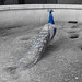 Peacock_004 posted by *Ice Princess* to Flickr
