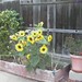 Sun Flowers 8 23 2012_0001