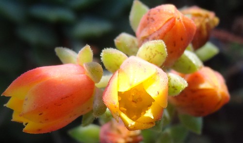 small succulent flowers, with sun by Martin LaBar