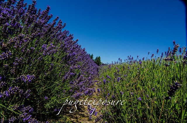 Lavender Fields of Sequim, Washington