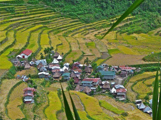 Tres días inolvidables, por las terrazas de arroz de Ifugao. - ¡FILIPINAS, TIERRA DE GALLOS! (19)