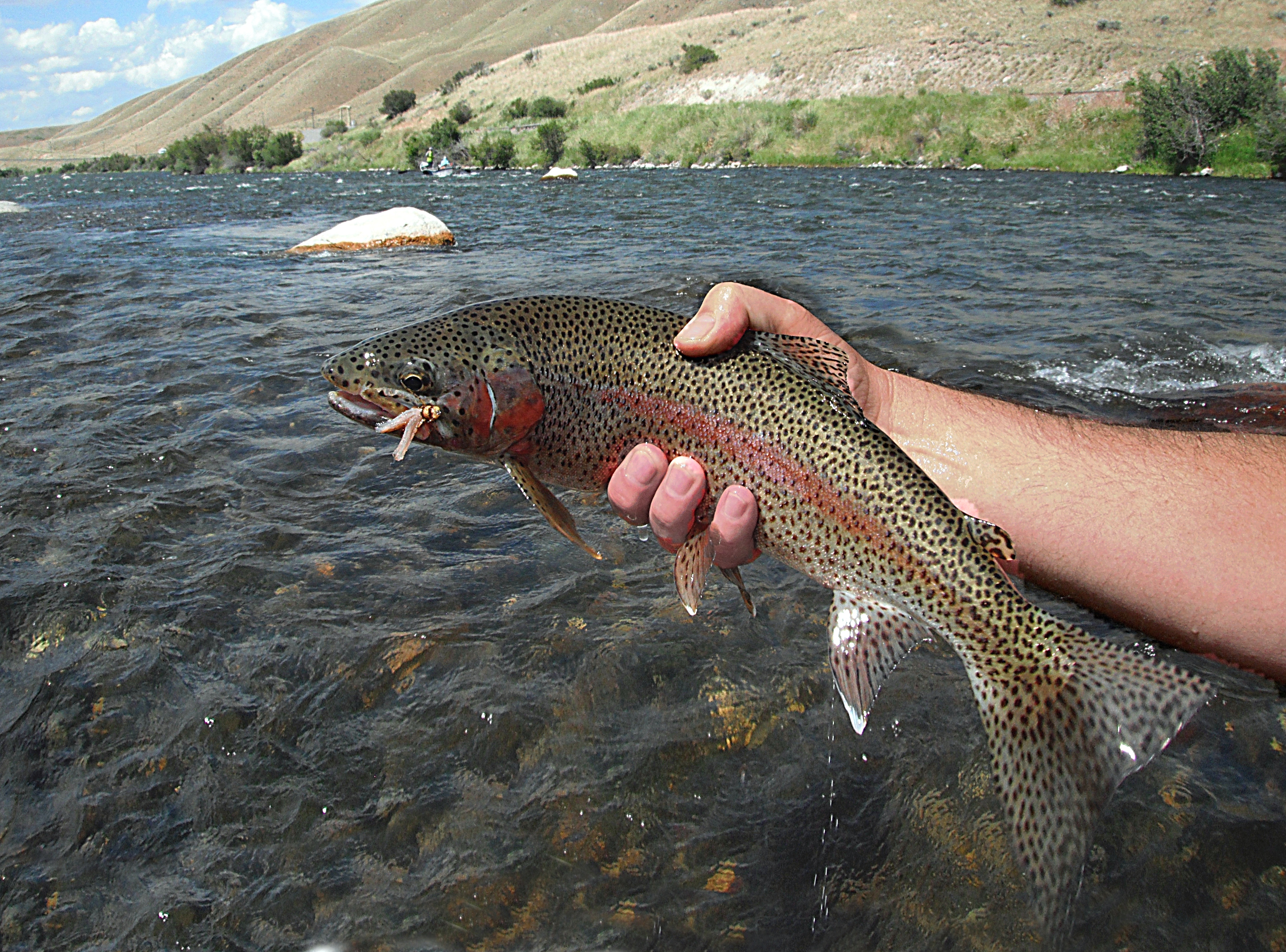 Fly Fishing In Yellowstone National Park: Down Low