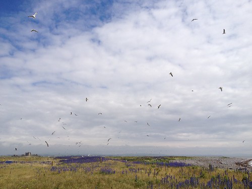 Walney Island gull colony