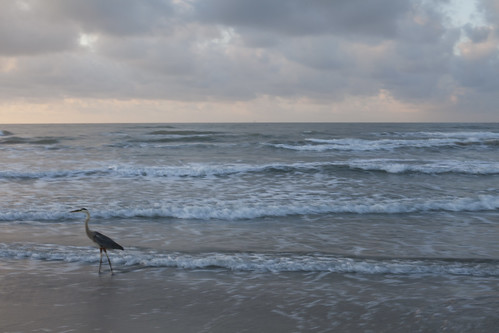Heron walking along the beach, Port Aransas, Mustang Island, Texas at the Gulf of Mexico