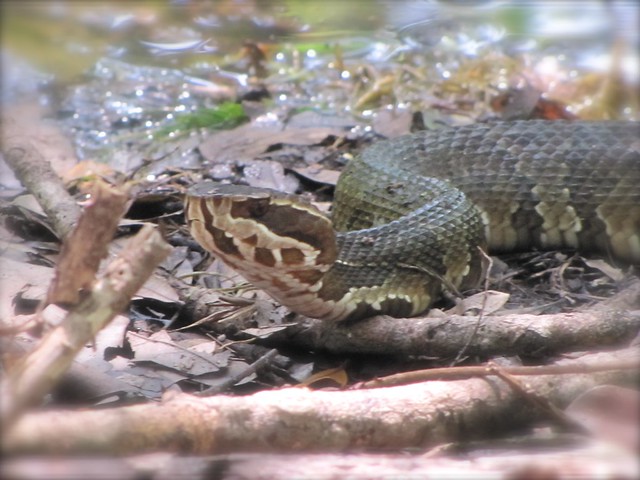 Water Moccasin (Cottonmouth) at John B. Sargeant Park in Hillsborough County, FL 02