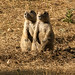 07-21-12: Prairie Dogs