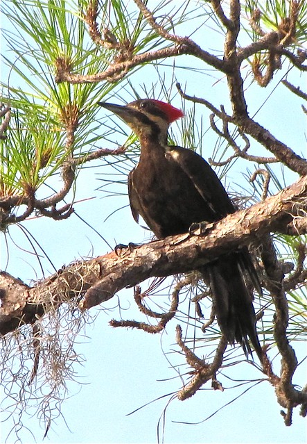 Pileated Woodpecker at Oscar Scherer State Park in Sarasota County, FL 07