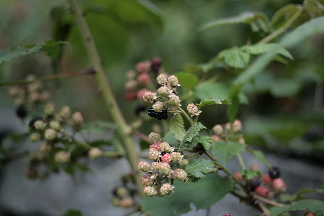 blackberries3