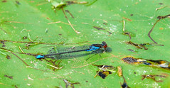 Small Red Eyed Damselfly