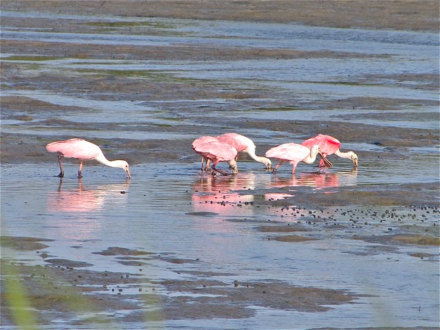 Roseate Spoonbill at Anastasia State Park in St. John's County, FL 02