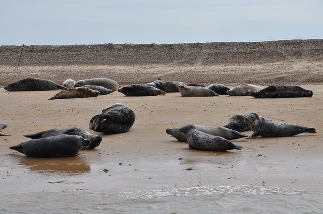 More seals at Blakeney Point