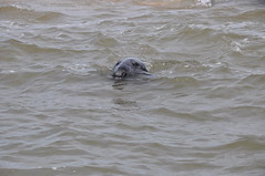 Grey seal having a look at us