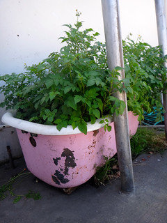 pink bathtub with food plants