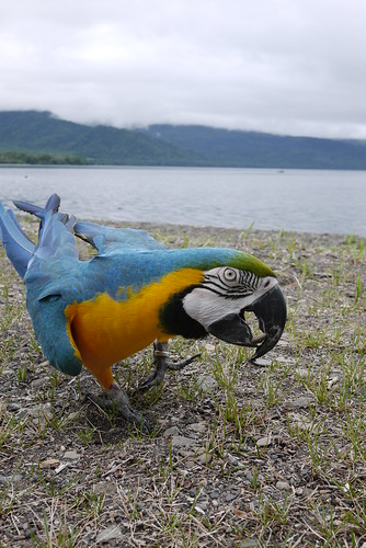A parrot (on holiday with its owners) on the shores of Lake Kusharo (Hokkaido, Japan)