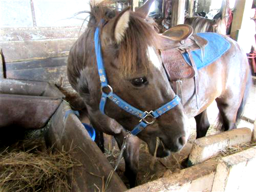 Ponyboy at Pinto Valley Ranch