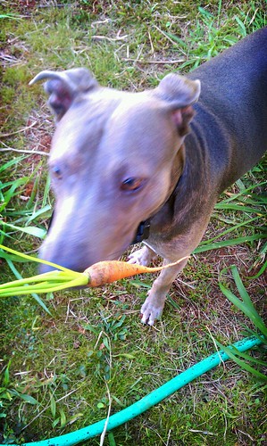 bobo eats carrots