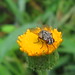 Fly in a yellow flower