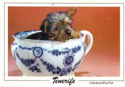 Puppy in Blue China Teacup