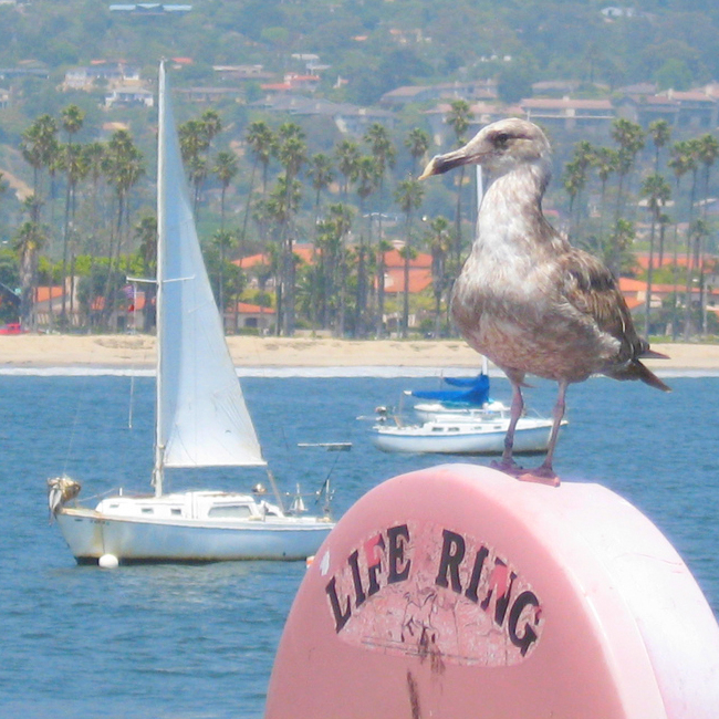 Santa Barbara Seagull