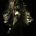 Illuminated pines