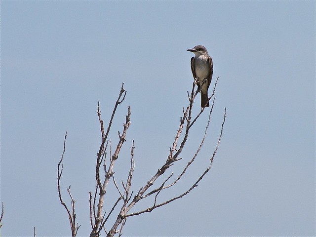 Gray Kingbird at Honeymoon Island State Park in Pinellas County, FL 01