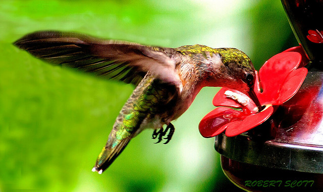 Female Ruby-throated Hummingbird at the Feeder.
