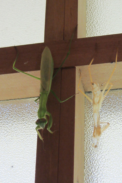 Praying Mantis shedding