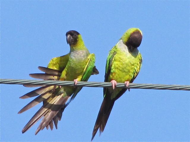 Nanday Parakeet in St. Augustine, FL 22