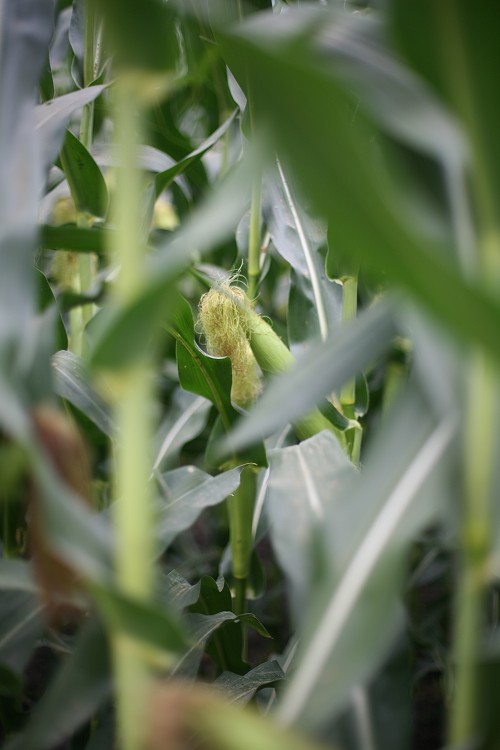 07-18-corn