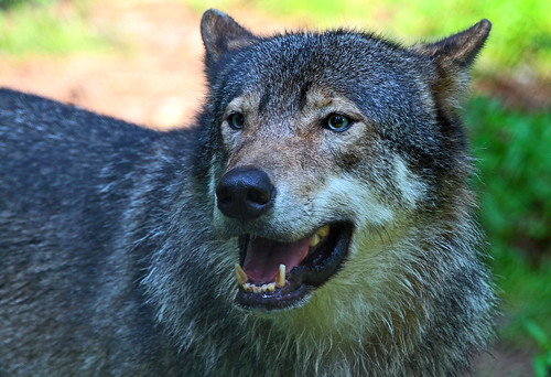 Europese wolf Ouwehands Zoo IMG_0955 by j.a.kok