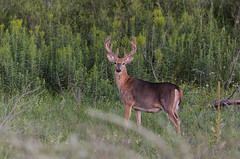 Big Buck_3853.jpg by Mully410 * Images