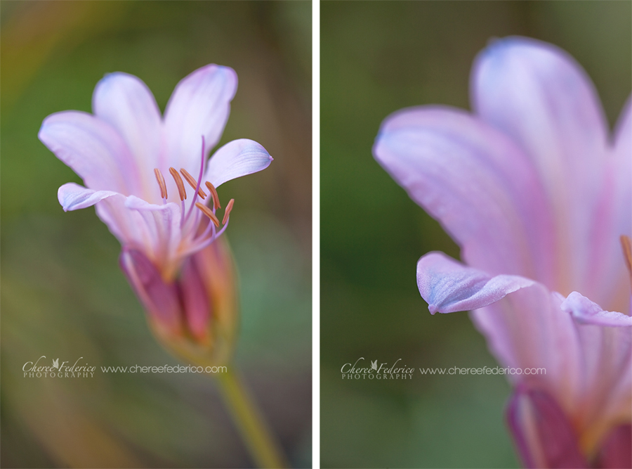 Lilies Diptych