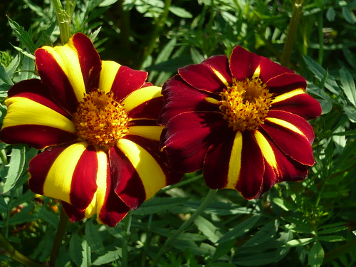Golden Acre french marigold