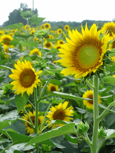 Sunflowers August 10, 2012 (8)