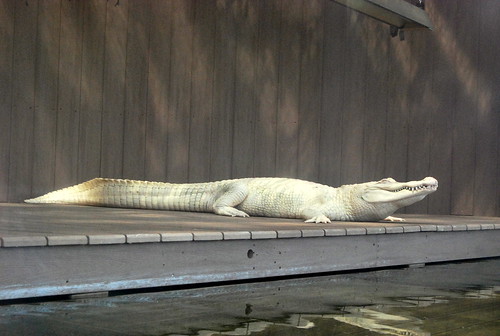 MA - white alligator