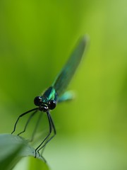 Libellules et demoiselles / Dragonflies and damselflies
