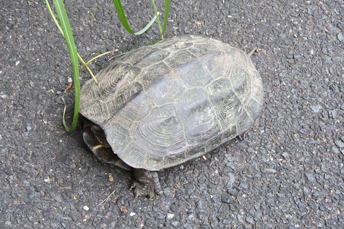 Tsushima Turtle