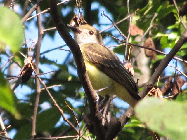 Great Crested Flycatcher at Ewing Park
