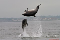 Moray Firth Dolphins 2012