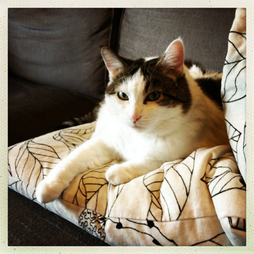 image of Olivia the Cat lying on some pillows, looking cute and snuggly