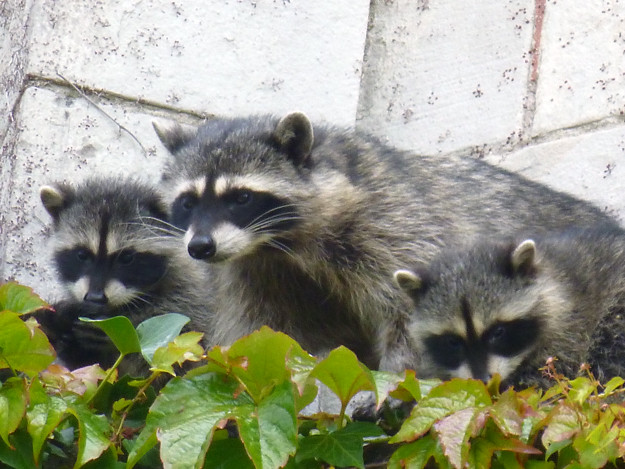 Mum-and-baby-raccoons