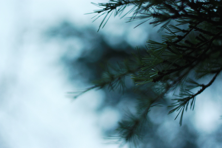 tree pines