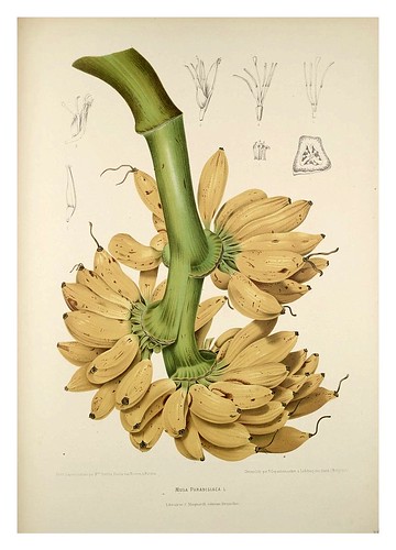 020-Platano-banano o cambur-Fleurs, fruits et feuillages choisis de l'ille de Java-1880- Berthe Hoola van Nooten
