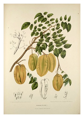 021-Bilimbi o pepino de arbol-Fleurs, fruits et feuillages choisis de l'ille de Java-1880- Berthe Hoola van Nooten