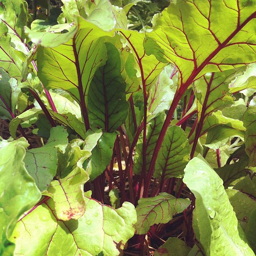 "Early Wonder" beets #urbangarden #organicgarden #maine #lughnasadh
