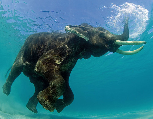 elefante bajo agua